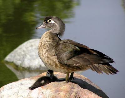 wood duck mom and duckling 2.jpg