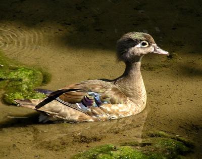 wood duck female.jpg