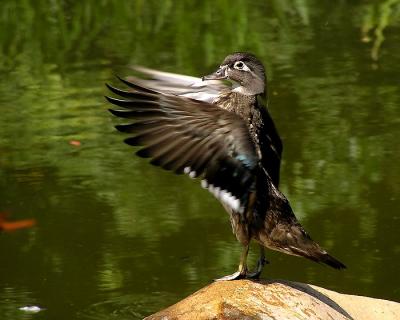 wood duck female wings.jpg