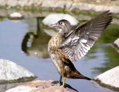 wood duck female wings 3.jpg