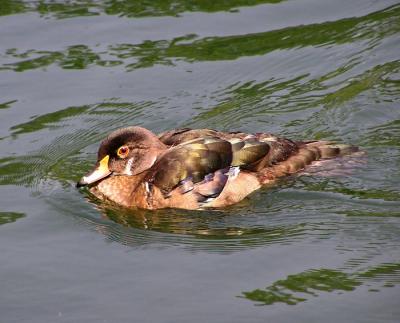 wood duck male nonbreeding.jpg