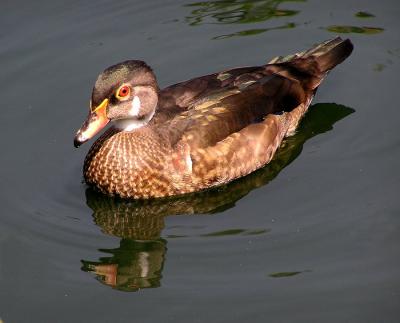 wood duck male nonbreeding 2.jpg