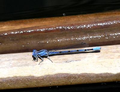 familiar bluet.jpg