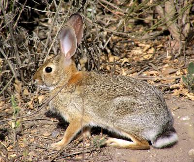 rabbit.jpg