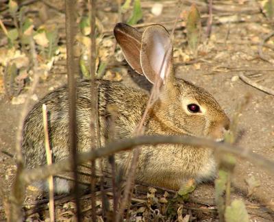 rabbit red eyes.jpg