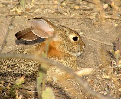 rabbit resting.jpg