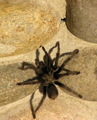 tarantula climbing wall.jpg