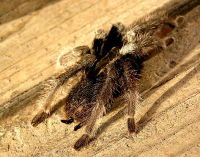 tarantula.jpg