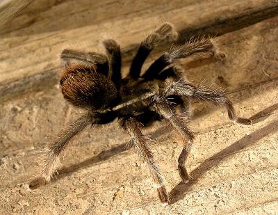 tarantula 2.jpg