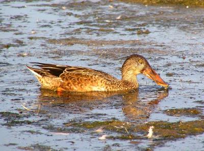 northern shoveler 3.jpg