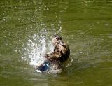 wood duck female bathing 2.jpg