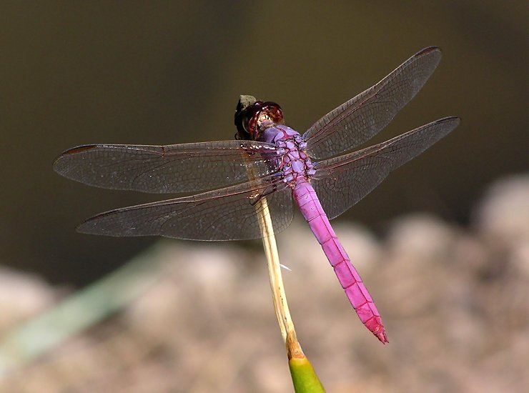 roseate skimmer 2.jpg