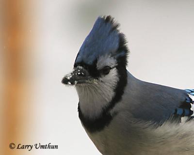 Blue Jay