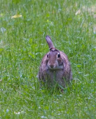 One eared rabbit