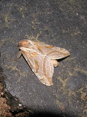 Silver-spotted Ghost Moth (Sthenopis argenteomaculatus)