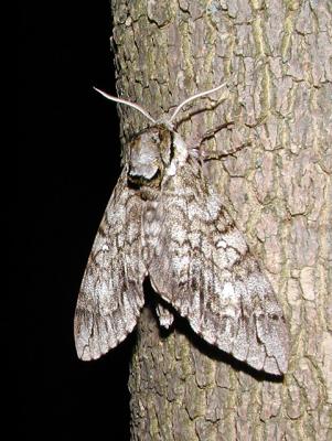 Waved Sphinx Moth (Ceratomia undulosa)