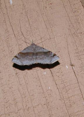  Six-spotted Gray Moth (Spargaloma sexpunctata)