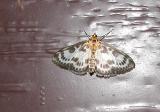 Small Magpie Moth (Eurrhypara hortulata)