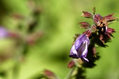 flowering sage