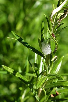 cuckoo spit on rosemary