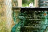 penny in a fountain