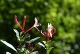 honeysuckle