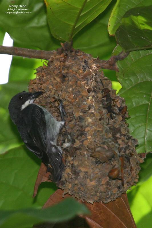 Red-keeled Flowerpecker
