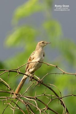 Striated Grassbird

Scientific name - Megalurus palustris

Habitat - Common in grasslands, ricefields and open country.