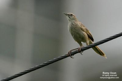 Striated Grassbird

Scientific name - Megalurus palustris

Habitat - Common in grasslands, ricefields and open country.
