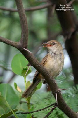 Clamorous Reed-Warbler

Scientific name - Acrocephalus stentoreus

Habitat - Uncommon, in tall grass, bamboo thickets in open country, and in reed beds where it sings from cover.