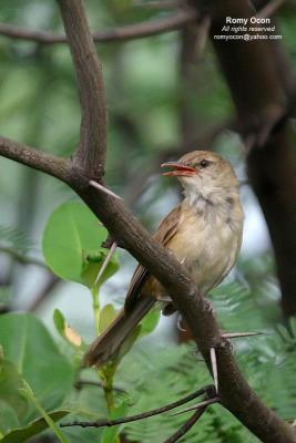 Clamorous Reed-Warbler
Scientific name - Acrocephalus stentoreus
Habitat - Uncommon, in tall grass, bamboo thickets in open country, and in reed beds where it sings from cover.