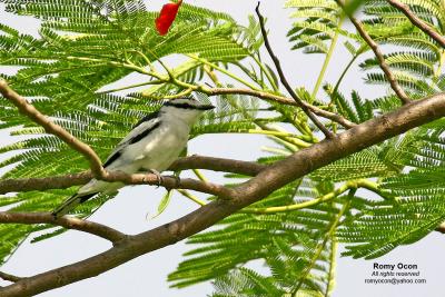 Pied Triller (male)

Scientific name - Lalage nigra

Habitat - Common in trees in open country, gardens in towns, and open scrub in the lowlands.