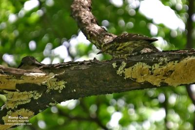 Philippine Pygmy Woodpecker

Scientific name - Dendrocopus maculatus

Habitat - Common in lowland and montane forest and edge.