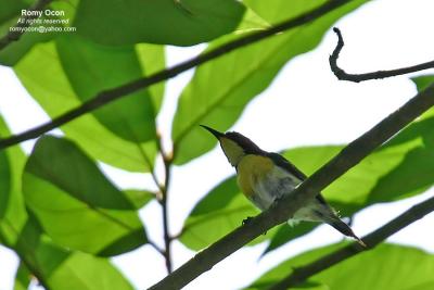 Lovely Sunbird (male)

Scientific name - Aethopyga shelleyi

Habitat - Common in cultivated areas, thickets, forest and edge below 2000 m.