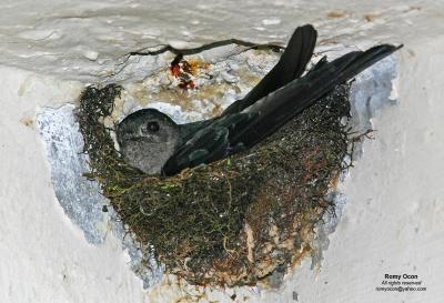 Glossy Swiftlet

Scientific name - Collocalia esculenta

Habitat - Common, from sea coasts to mountains.