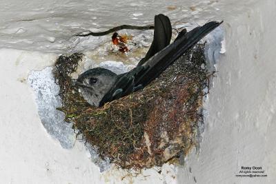 Glossy Swiftlet
Scientific name - Collocalia esculenta
Habitat - Common, from sea coasts to mountains.