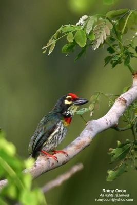 Coppersmith Barbet 

Scientific name - Megalaima haemacephala 

Habitat - Common in forest and edge, usually in the canopy. 

