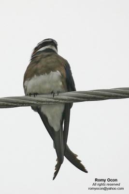 Whiskered Treeswift

Scientific name - Hemiprocne comata

Habitat - Fairly common at forest edge or in new clearings.