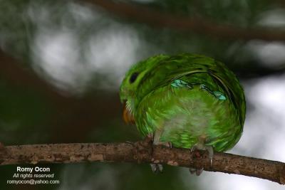 Guaiabero
(Philippine endemic)
Scientific name - Bolbopsittacos lunulatus
Habitat - Common, in forest and forest edge, usually below 1000 m, singly or in pairs, or in groups especially at feeding trees. Very plump, short tail with very fast bullet-like flight.
