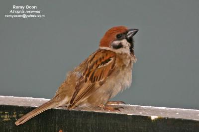 Eurasian Tree Sparrow

Scientific name - Passer montanus

Habitat - Common in virtually every inhabited island.