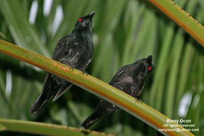 Asian Glossy Starling
(Adults)

Scientific name - Aplonis payanensis

Habitat - Common in the lowlands from second growth  to downtown in cities.