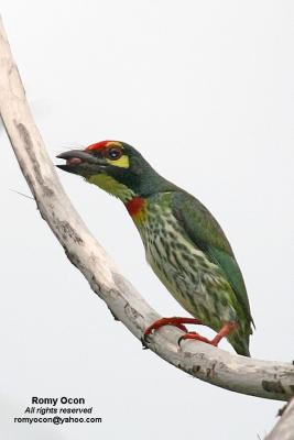 Coppersmith Barbet 

Scientific name - Megalaima haemacephala 

Habitat - Common in forest and edge, usually in the canopy. 

