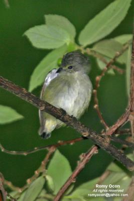 Pygmy Flowerpecker

Scientific name - Dicaeum pygmaeum

Habitat - Common, noisy and active in the canopy or high understory
of forest, edge and second growth, usually below 1000 m but recorded higher.


