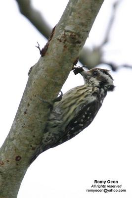 Philippine Pygmy Woodpecker 
(Philippine endemic) 

Scientific name - Dendrocopos maculatus 

Habitat - Smallest Philippine woodpecker, common in lowland and montane forest and edge, 
in understory and canopy, often in mixed flocks foraging up branches and trees. 

