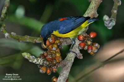 Orange-bellied Flowerpecker (Male)

Scientific name - Dicaeum trigonostigma

Habitat - Common in more disturbed open areas and early second growth in lowlands, but may occur up to 1500 m.