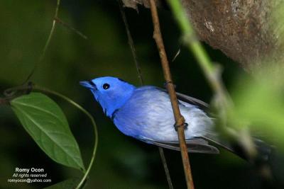 Black-naped Monarch (Male)

Scientific name - Hypothymis azurea

Habitat - Common resident all over the Philippines, in disturbed forest.