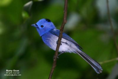 Black-naped Monarch (Male) 

Scientific name - Hypothymis azurea 

Habitat - Common resident all over the Philippines, in disturbed forest. 

