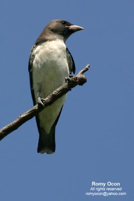 White-breasted Wood-swallow 

Scientific name - Artamus leucorynchus 

Habitat - Common, from open country to clearings at forest edge up to 1800 m. 

