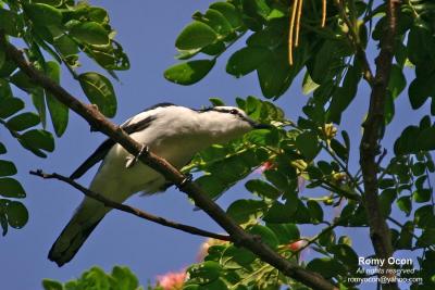 Pied Triller (male) 

Scientific name - Lalage nigra 

Habitat - Common in trees in open country, gardens in towns, and open scrub in the lowlands. 

