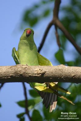 Rose-ringed Parakeet
Scientific name - Psittacula krameri
Habitat - intruduced/escapee (?)